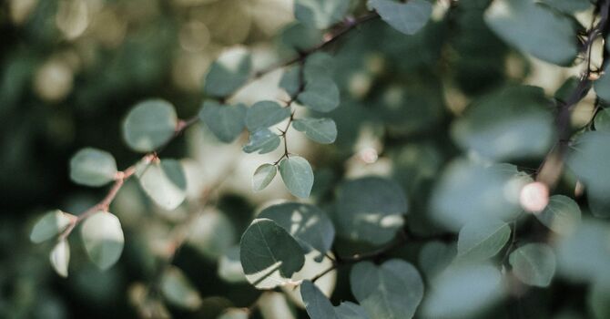 Top 5 Tips to Support Your Immune System Naturally