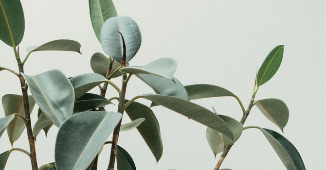 Top 5 Tips to Support Your Immune System Naturally image